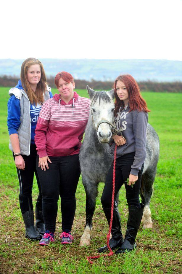 A cruel teenage girl who whipped a pony was caught when video of her attack was put on Facebook - and seen more than 2,000,000 times. Chloe Morgan, 18, was seen flailing the dappled grey pony with a whip on the video made "for a laugh" by a friend. A court heard the shocking clip went viral - and RSPCA officers were called in after more than 20,000 complaints were made about the assault four-year-old cob Emry. The 34-second video was played in court today showing Morgan being thrown off the horse - and then using the whip to try to control Emry. A court heard a teenage friend of Morgan's made the video and posted it online "for a laugh." RSPCA prosectur Nick Devonald said: "The video on Facebook caused outrage when it was posted and had two million views. Pictured is Chloe Morgan 18 © WALES NEWS SERVICE