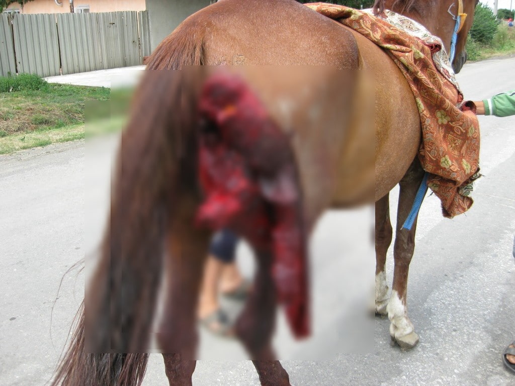 Injured horses get no medical care  Most horse owners either can’t pay or they refuse to pay for the veterinary bills of their injured horses.